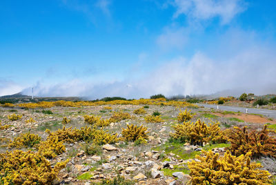 Scenic view of landscape against sky