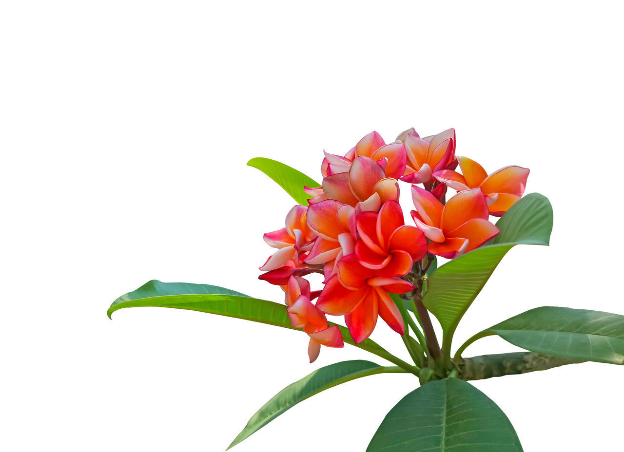 CLOSE-UP OF ROSE PLANT AGAINST WHITE BACKGROUND