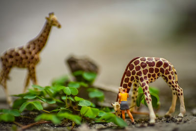 Close-up of a lizard