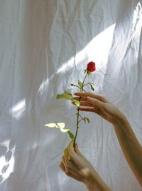 Close-up of hand holding red rose