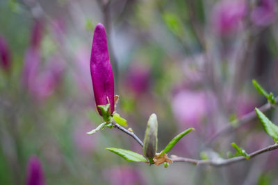 Close-up of pink flowering plant