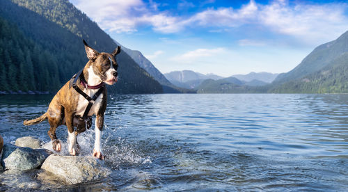 Dog standing in a lake against mountain range