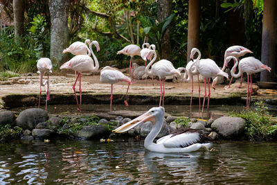 Swans in lake