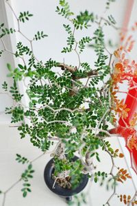 High angle view of plants in plate on table