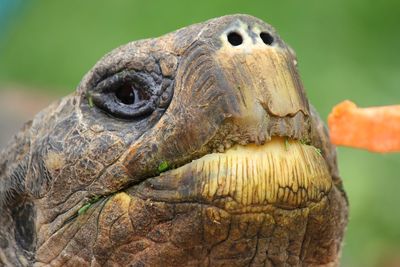 Close up of a giant galapagos tortoise