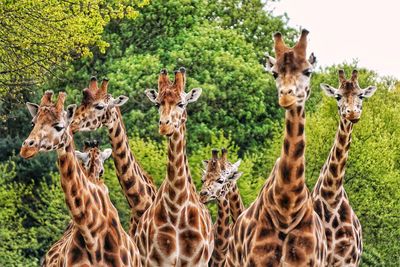 Portrait of giraffe