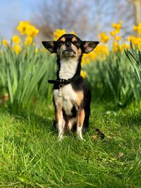 Dog sitting on grassy field