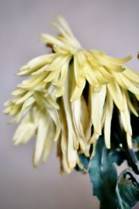 Close-up of yellow flower against white background