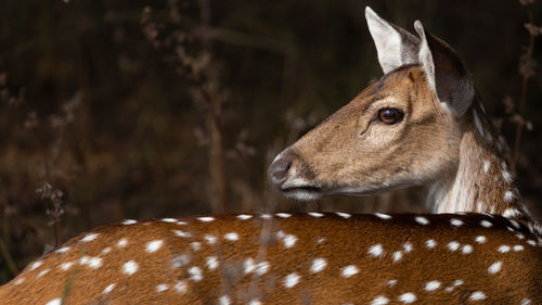 Close-up of deer