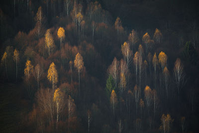 High angle view of trees in forest