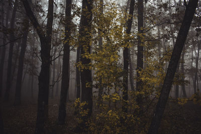 Trees in forest