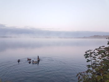 View of ducks swimming in lake