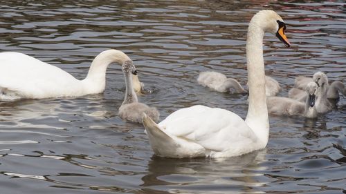 Swans swimming in lake