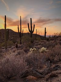 Cactus growing on field against sky during sunset