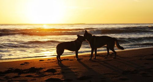 Horses on beach at sunset