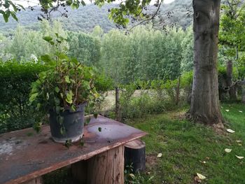 Plants and trees on field in forest