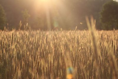 Close-up of grass on field