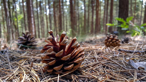 Close-up of pine cone on tree in forest