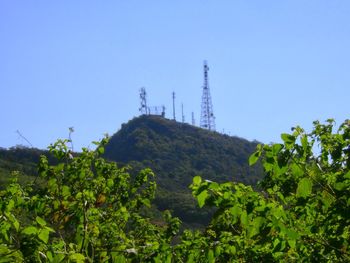 Low angle view of trees against clear sky