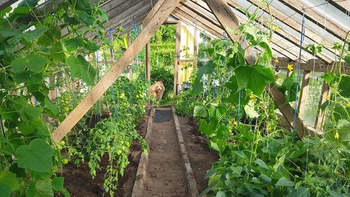 Rear view of woman standing in greenhouse