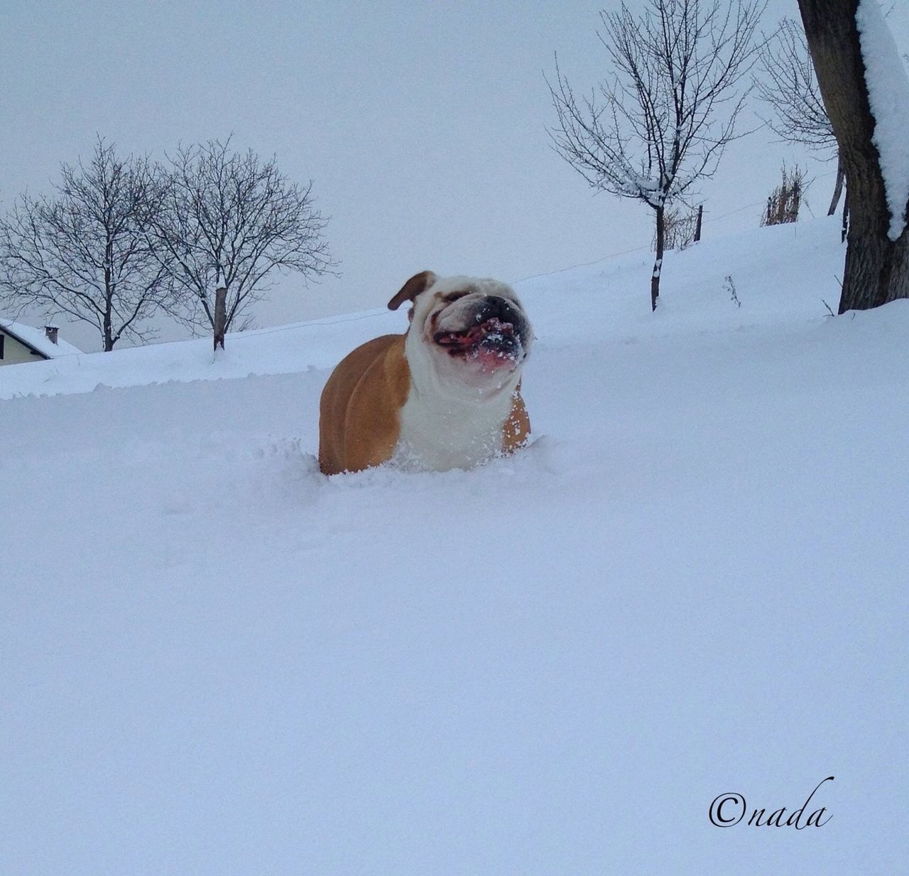 snow, winter, cold temperature, domestic animals, animal themes, pets, dog, season, mammal, one animal, weather, bare tree, tree, white color, covering, field, landscape, nature, tranquility, tranquil scene