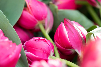 Close-up of pink tulips