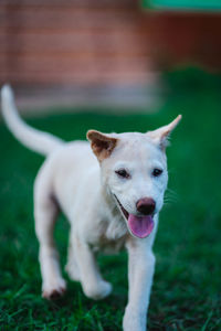 Portrait of dog sticking out tongue on field