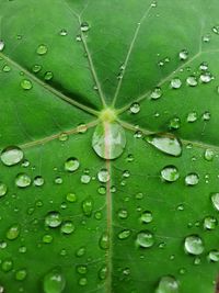 Full frame shot of raindrops on leaves