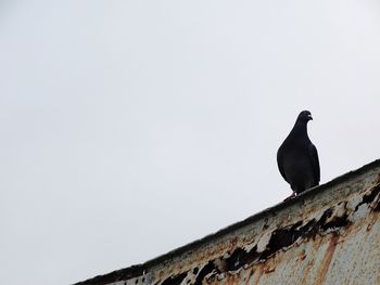 Bird perching on wall