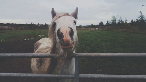 Portrait of horse in ranch