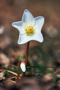 Close-up of white flowering plant