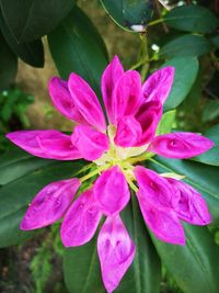 Close-up of pink flowering plant