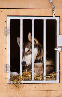 Beautiful alaska husky dogs waiting for a sled dog race to start. cute portrait.