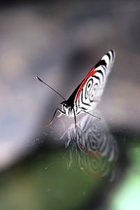 Close-up of butterfly