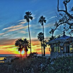 Palm trees on beach at sunset