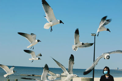 Seagulls flying over sea against clear sky