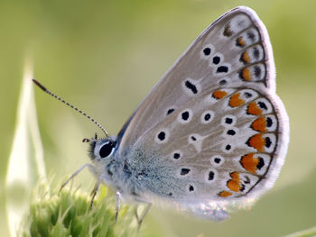 Close-up of butterfly perching on flower