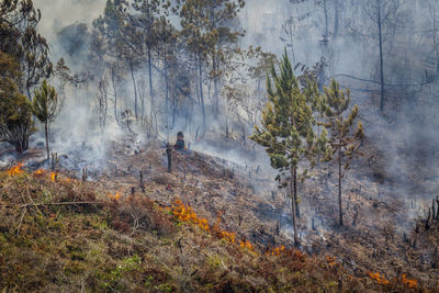 Panoramic view of people walking in forest