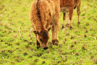 The calf grazing grass in the field