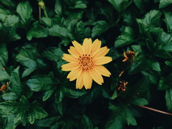 Close-up of yellow flower blooming outdoors