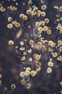 Close-up of flowers on tree