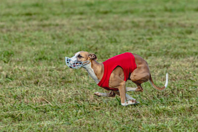 Running whippet dog in red jacket across the meadow on lure coursing