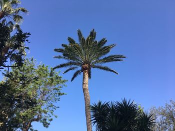 Low angle view of coconut palm tree against clear blue sky