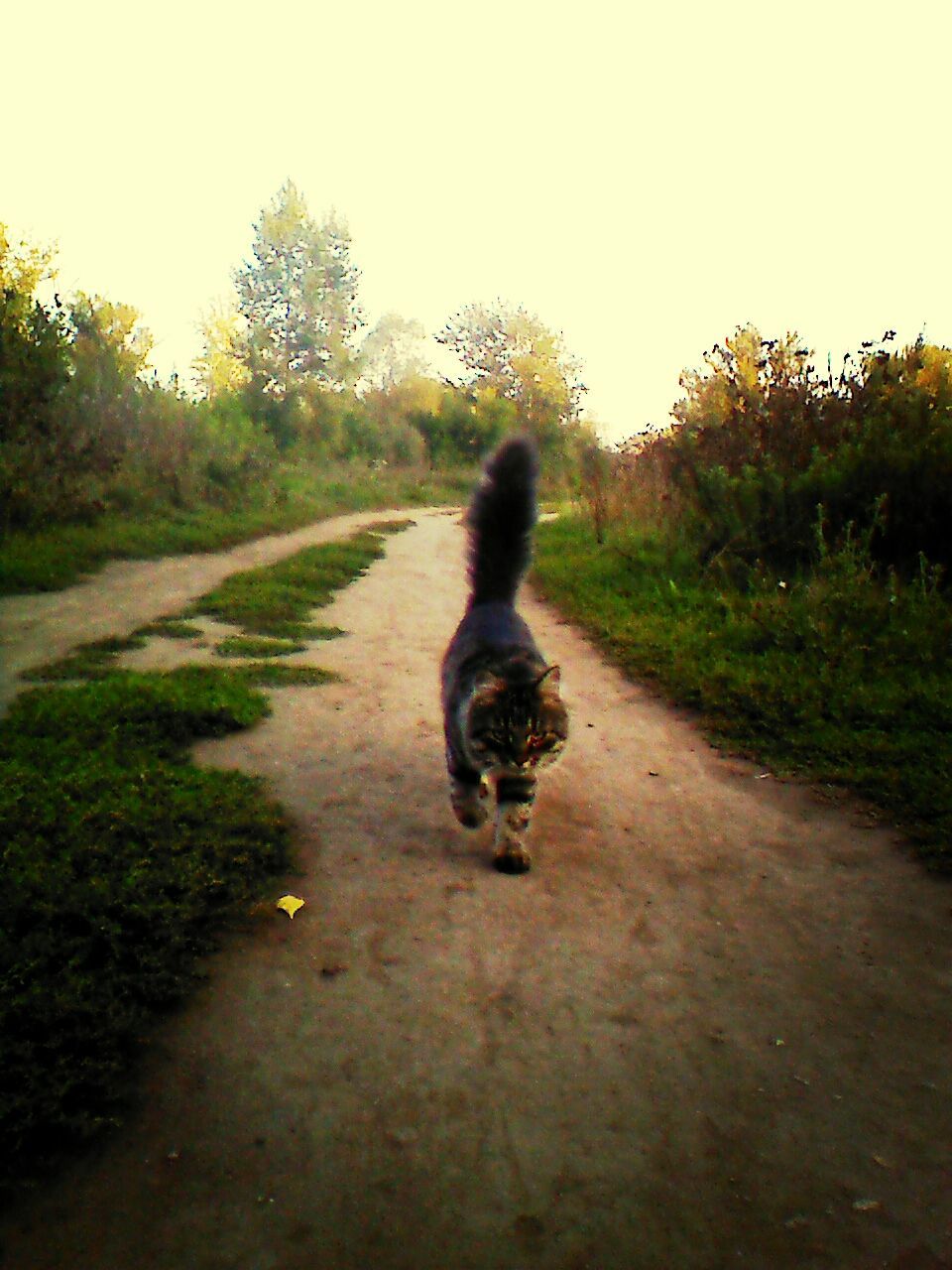 one animal, animal themes, domestic animals, dog, clear sky, the way forward, pets, grass, mammal, road, tree, full length, walking, field, dirt road, nature, transportation, copy space, diminishing perspective, outdoors