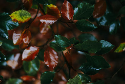 Full frame shot of orange leaves