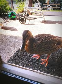 Close-up of bird