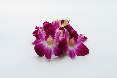 Close-up of purple flower blooming against white background