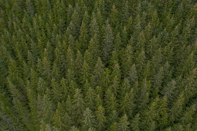 Full frame shot of pine tree