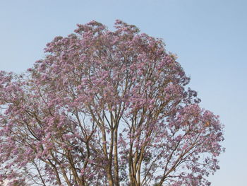 Low angle view of pink flowering tree against clear sky