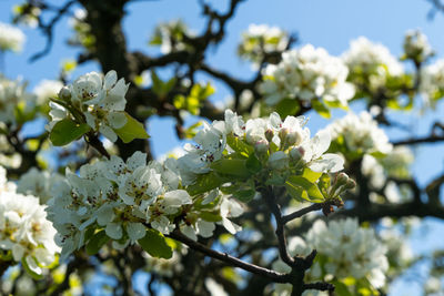 Close-up of white cherry blossoms in spring